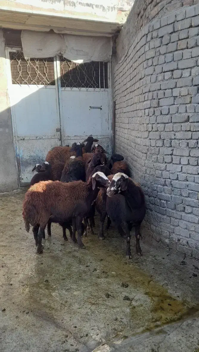 میش بره|حیوانات مزرعه|بروجرد, |دیوار