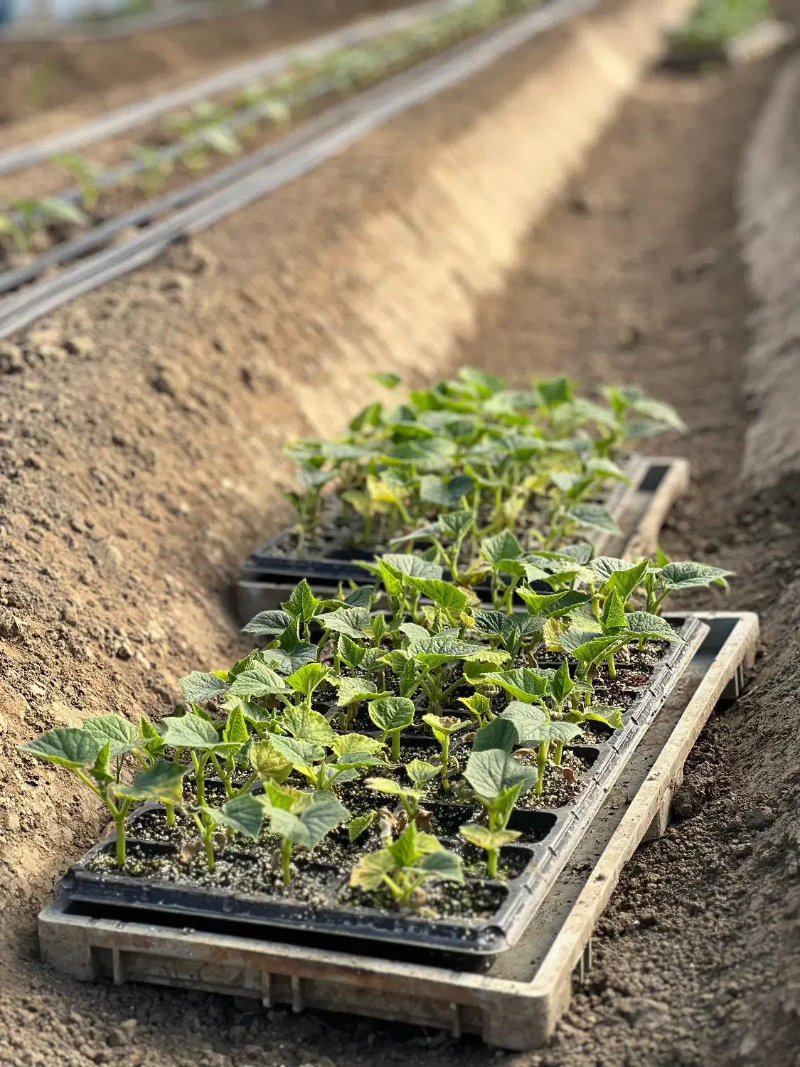 خیار کاتانا|گل و گیاه طبیعی|کوهی‌خیل, |دیوار