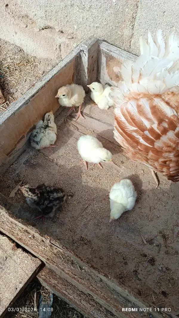 جوجه بوقلمون|حیوانات مزرعه|بندر ماهشهر, |دیوار