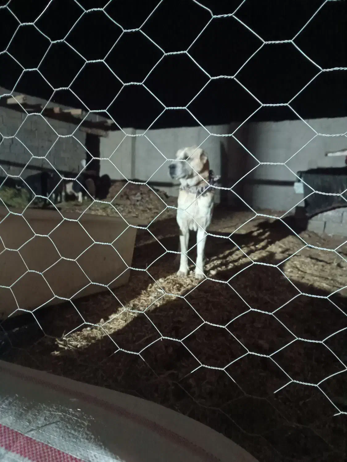 سگ گله ۳سال نیم|سگ|نیشابور, حسین آباد جدید|دیوار