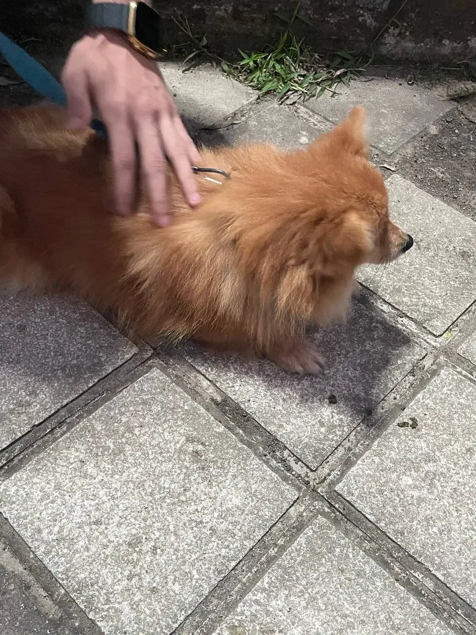 سگ پامرین پشمالو|سگ|تالش, هشتپر|دیوار