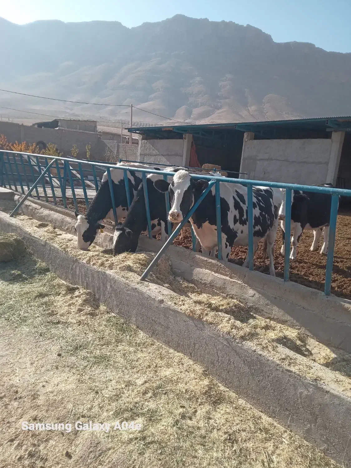 گاو|حیوانات مزرعه|جونقان, |دیوار