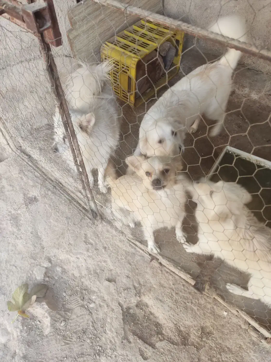 سک نژاد دار|سگ|جهرم, |دیوار