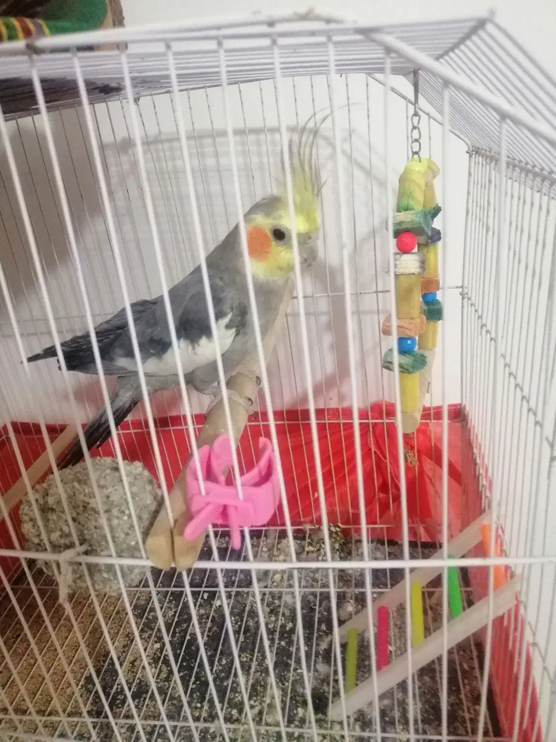 عروس هلندی سخنگو|پرنده|سمنان, |دیوار