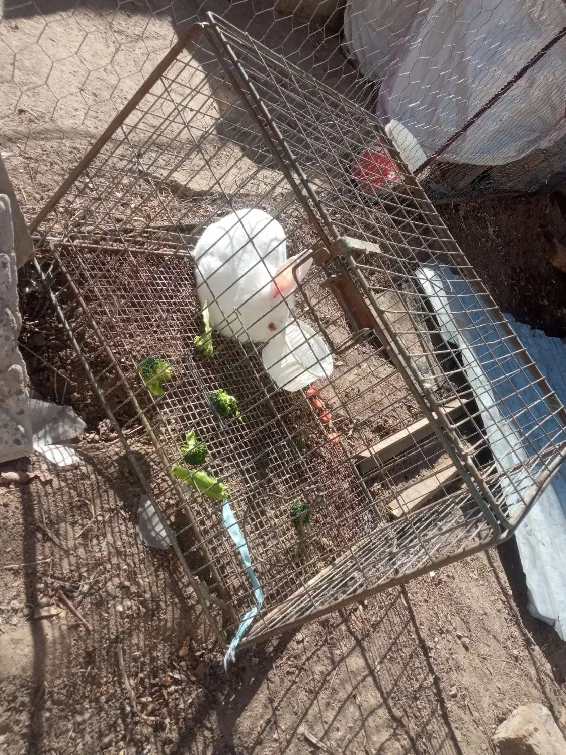 خرگوش|موش و خرگوش|بافت, |دیوار