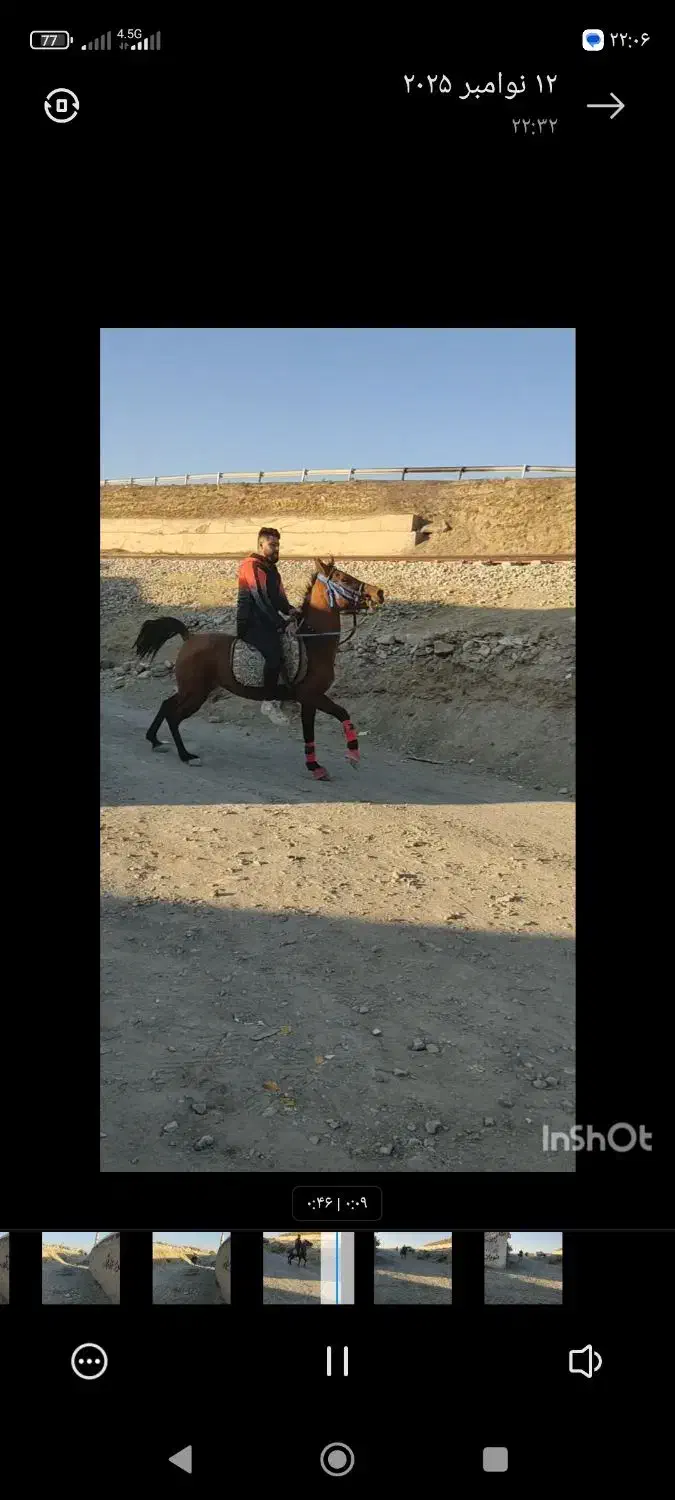 اسب مادیان کرد|اسب و تجهیزات اسبسواری|انگوران, |دیوار