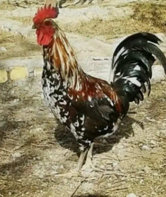 خروس محلی|حیوانات مزرعه|سیرجان, |دیوار