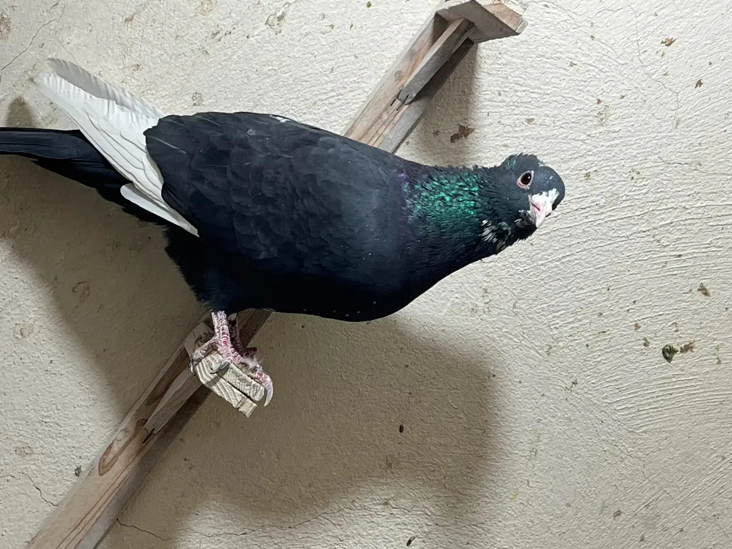 نر پلنگ کلاهی|پرنده|کرمان, |دیوار