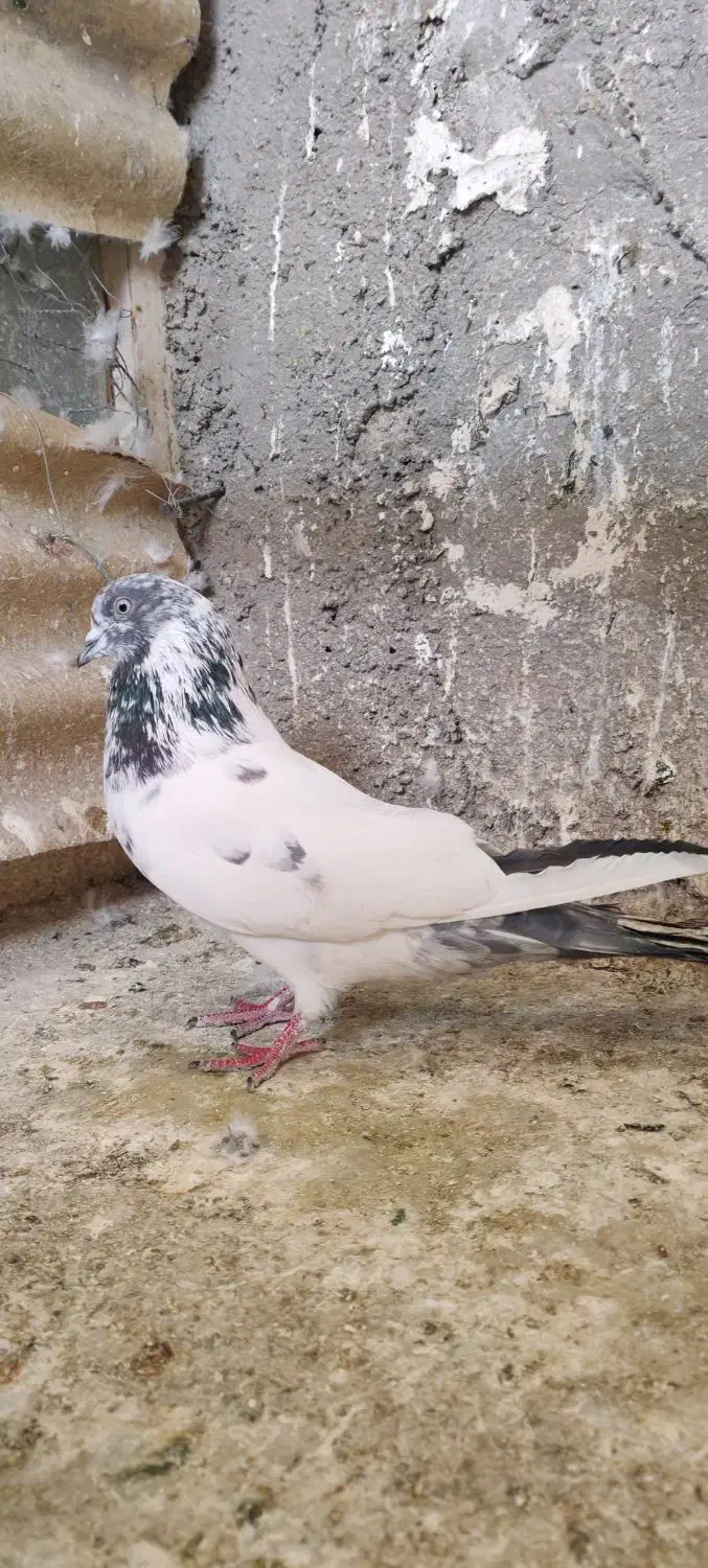 کفتر نر|پرنده|شهر ری, فیروزآباد|دیوار