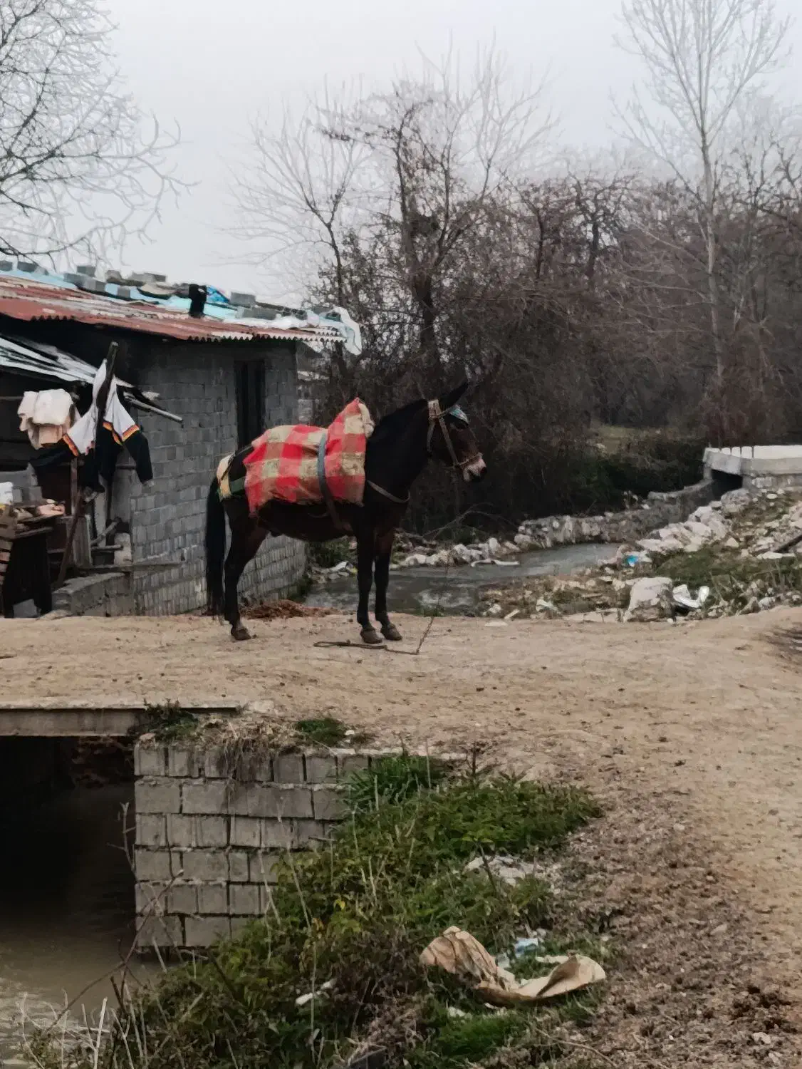 قاطر نرکی جوان|حیوانات مزرعه|نوشهر, |دیوار