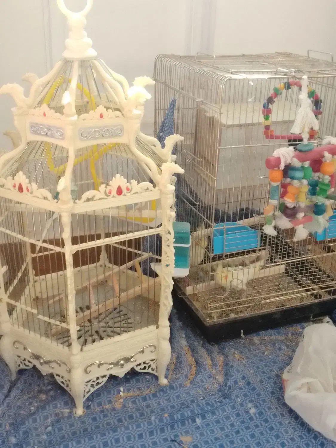 عروس هلندی با ۷ تا تخم عروس هلندی و مرغ عشق با قفس|پرنده|فیروزکوه, |دیوار