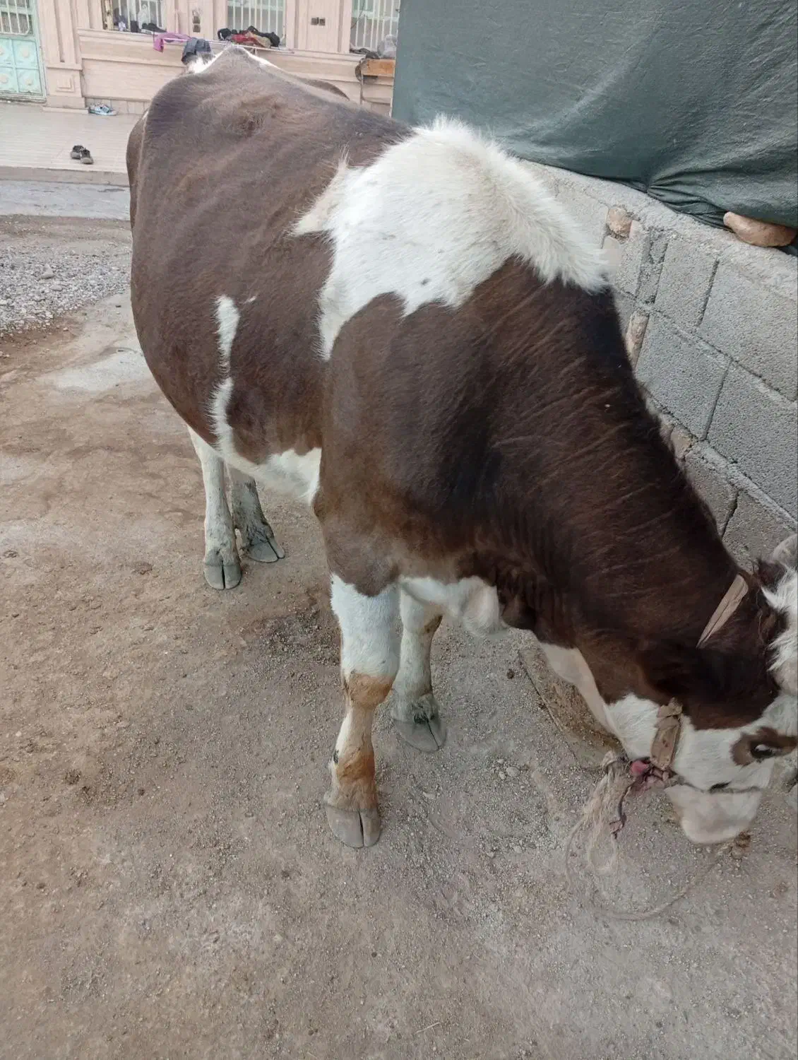 گاو وگوساله|حیوانات مزرعه|پلدختر, |دیوار