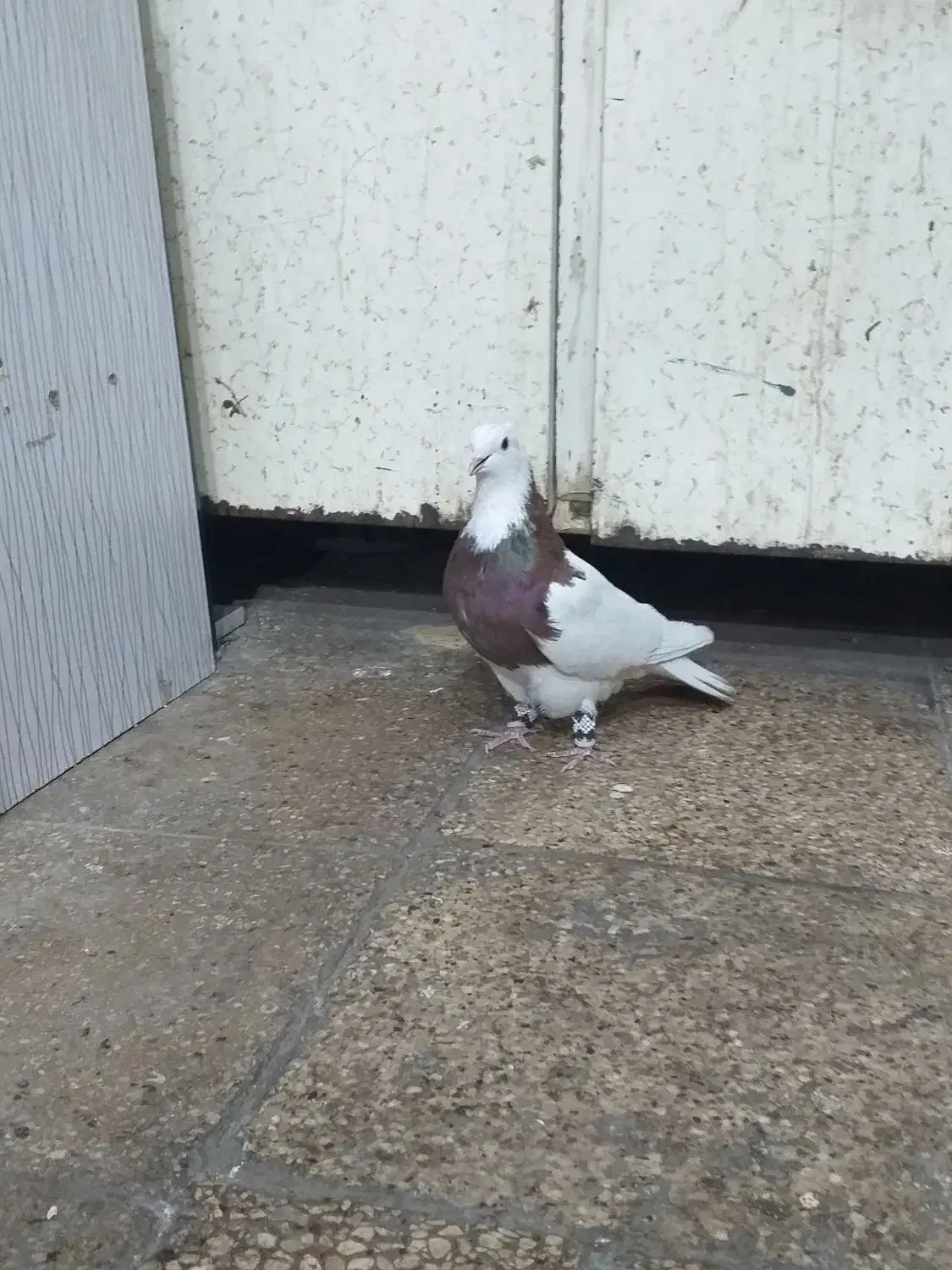 سلام طوقی سرخ|پرنده|مشهد, رده|دیوار