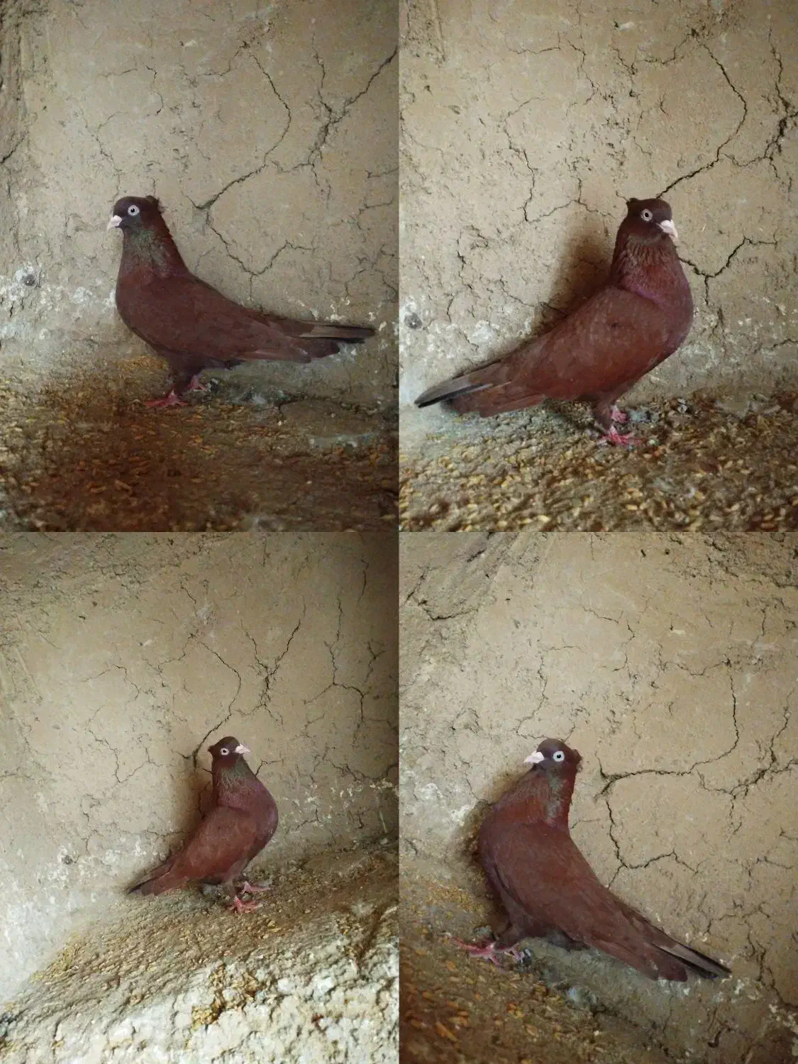 کفتر رنگی|پرنده|یزد, |دیوار