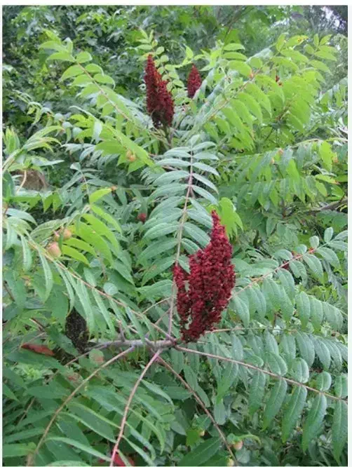 نهال سماق|گل و گیاه طبیعی|بانه, |دیوار