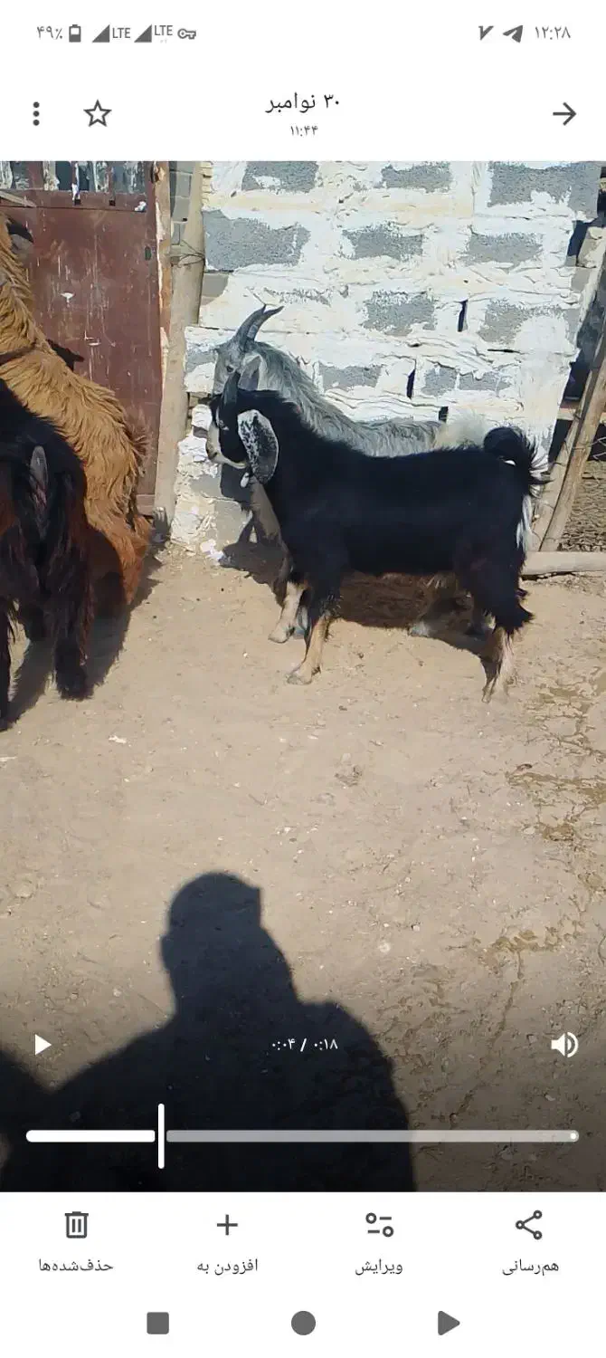 کهره چاق|حیوانات مزرعه|لار, |دیوار