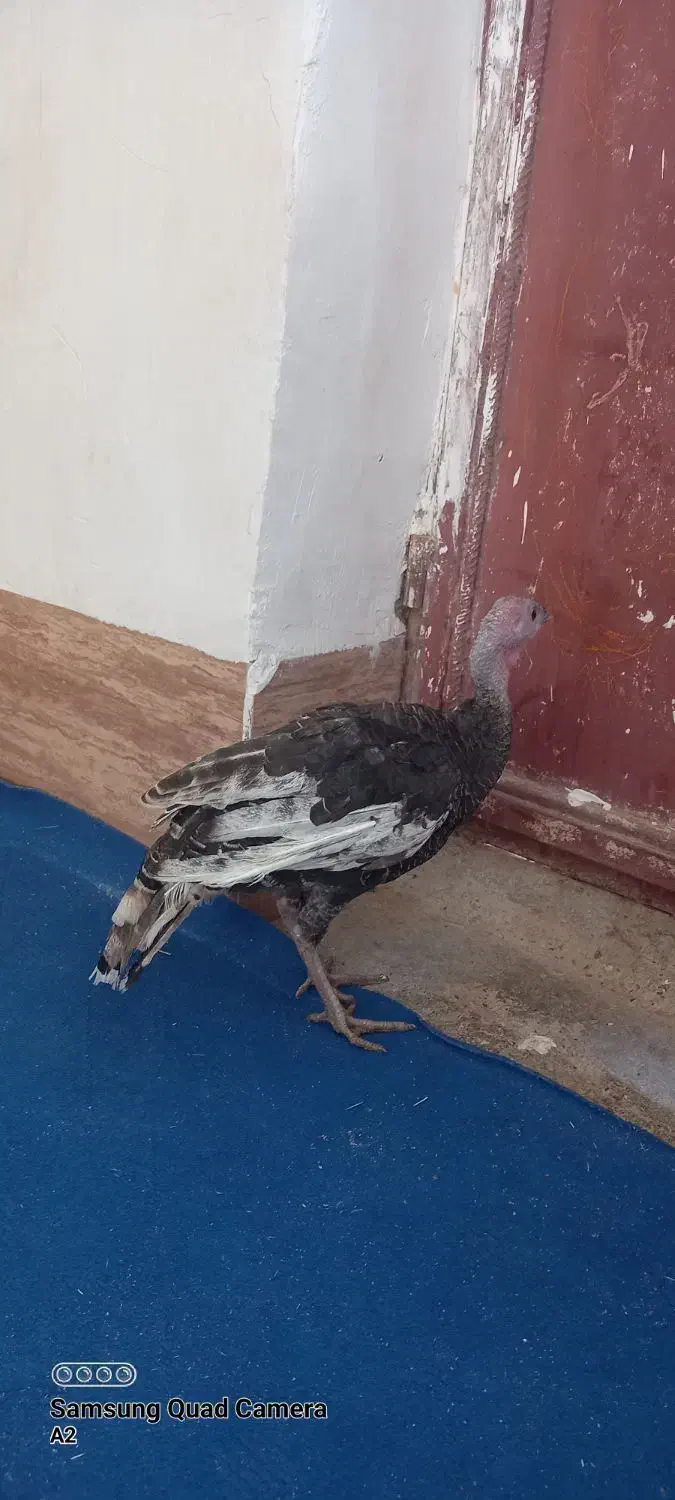 بوقلمون ماده ۷ ماهه|حیوانات مزرعه|زابل, |دیوار