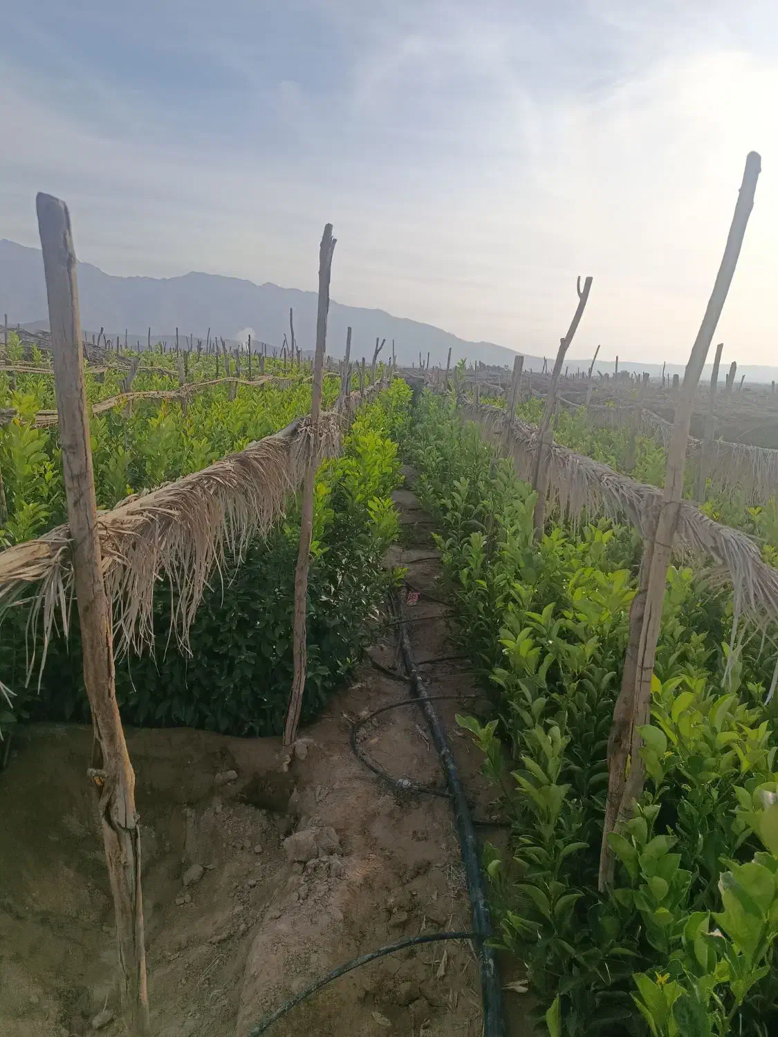 نهالستان و نهال فروشی ،مرکبات ایرانی و خارجی.|خدمات باغبانی و درختکاری|جهرم, |دیوار