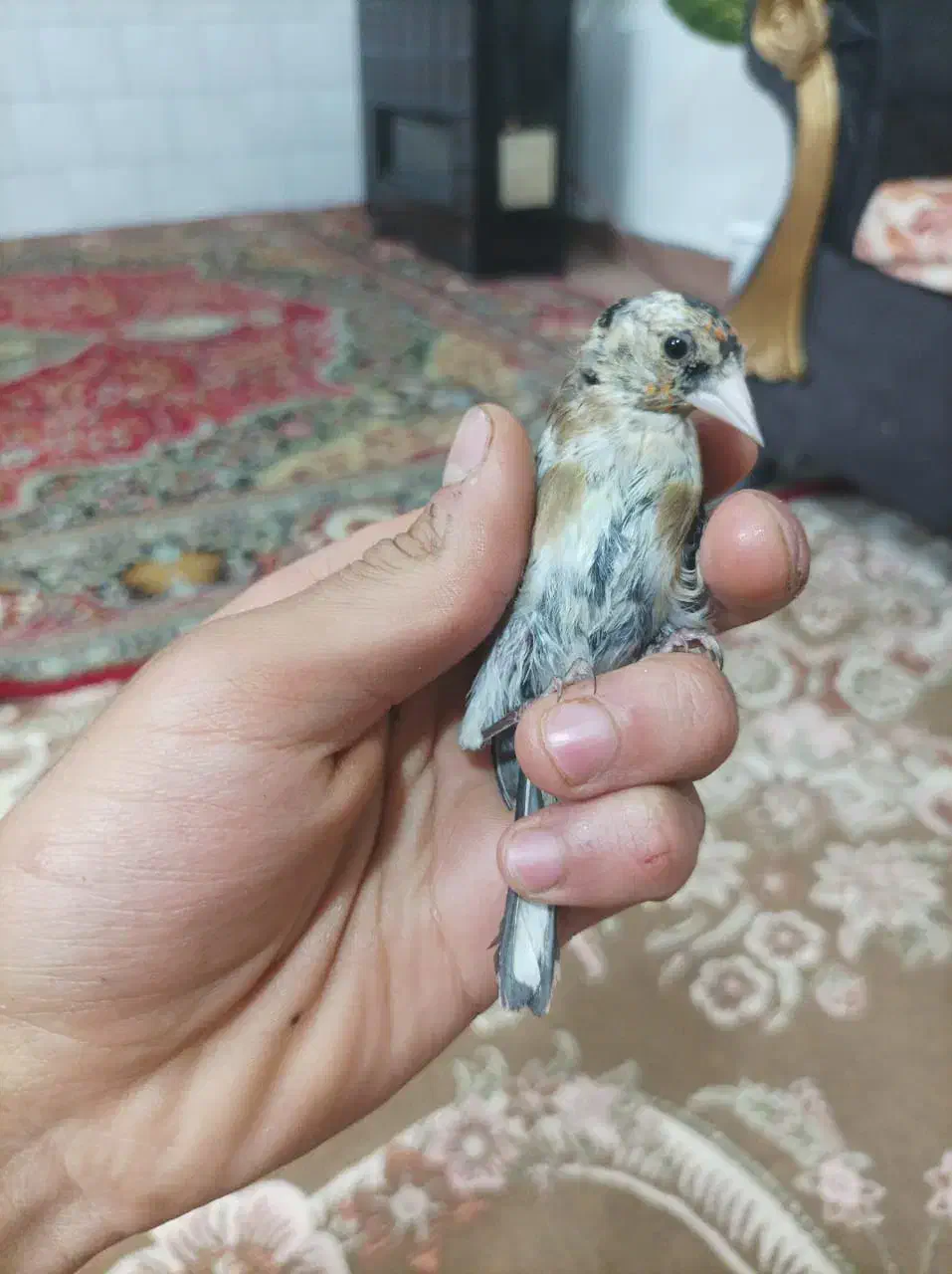 سهره تبریزی بخون همه نر هستن وروبه اتمامی از لکک|پرنده|شوشتر, |دیوار