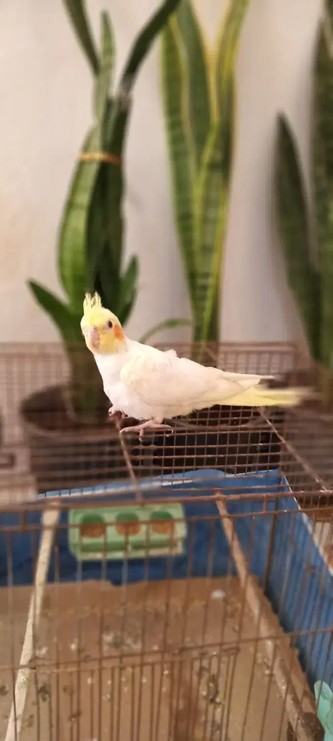 عروس هلندی دوماهه|پرنده|دیلمان, |دیوار