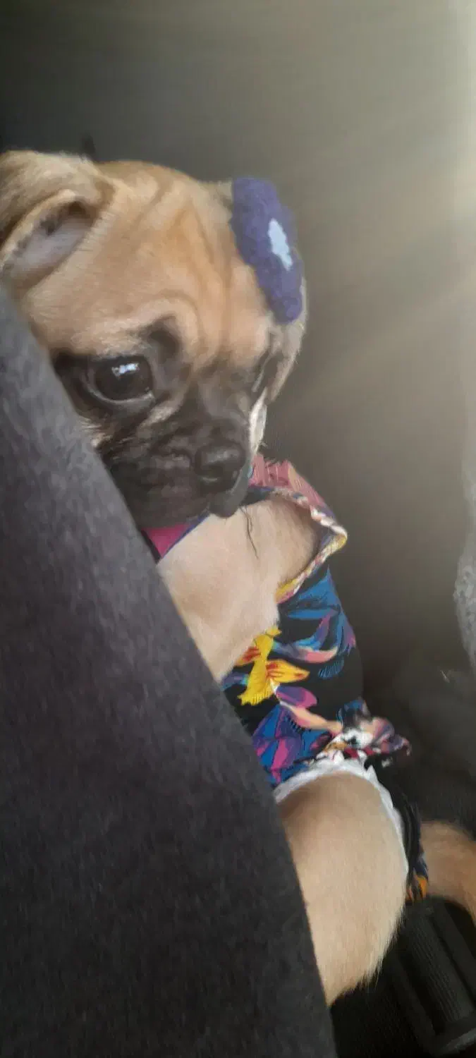 سگ پاگ ۶ ماهه|سگ|قائم‌شهر, |دیوار