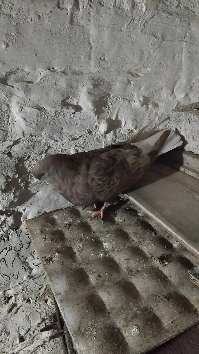 کفتر دم سفید ماده|پرنده|شهریار, شهرک بهاران (ویره)|دیوار