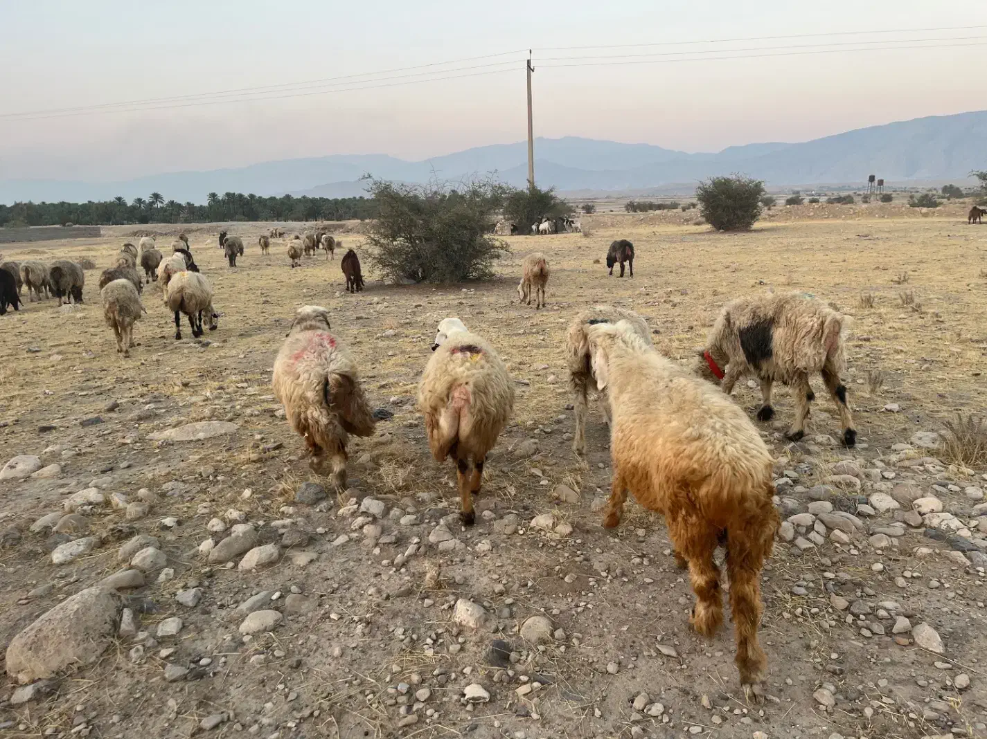 فروش 56 راس میش ترکی بختیاری  گوسفند داشتی ابستن|حیوانات مزرعه|جره و بالاده, |دیوار