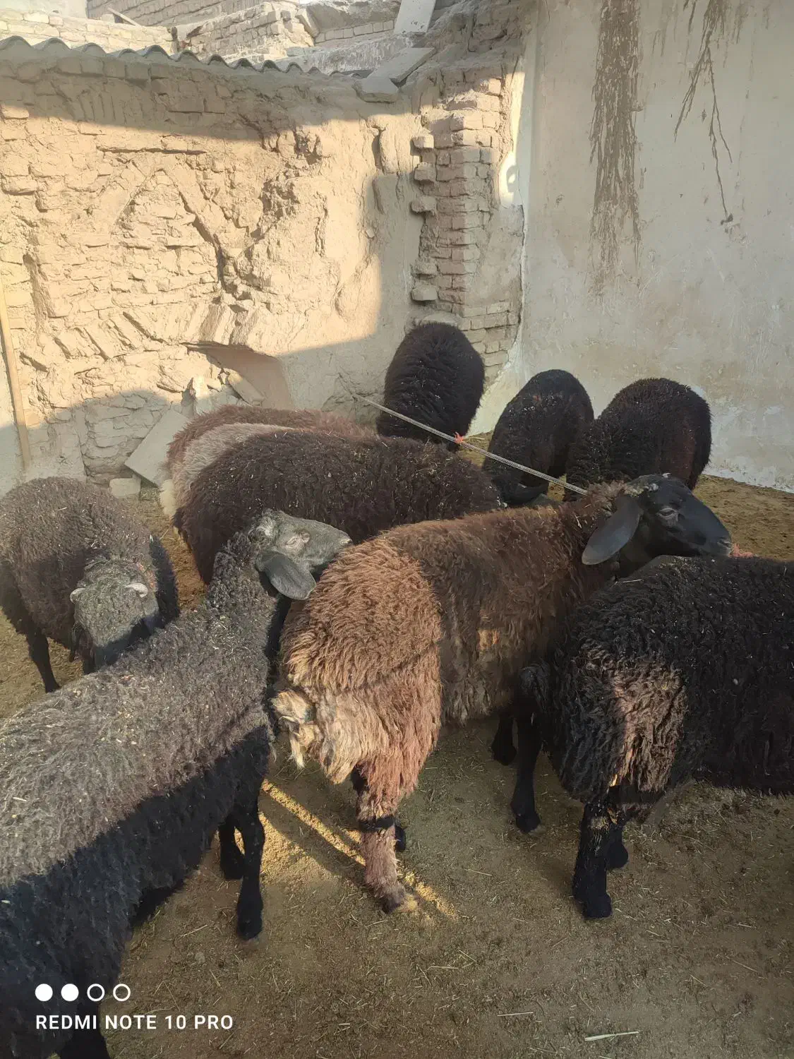 تعدادی بره نر مناسب پرواربندی وکشتاری|حیوانات مزرعه|قرچک, پویینک|دیوار