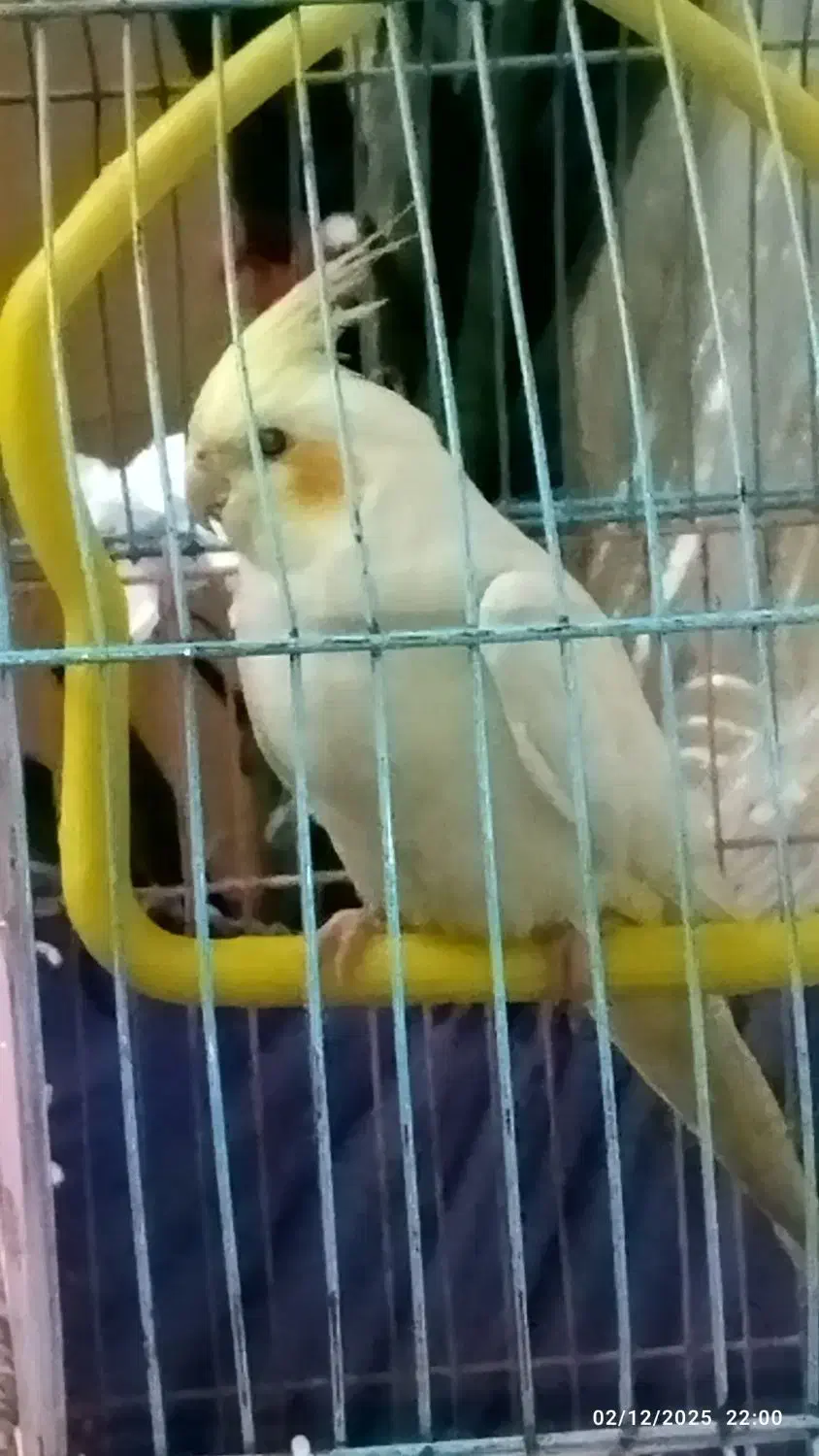 عروس هلندی|پرنده|فردیس, شهرک ناز|دیوار