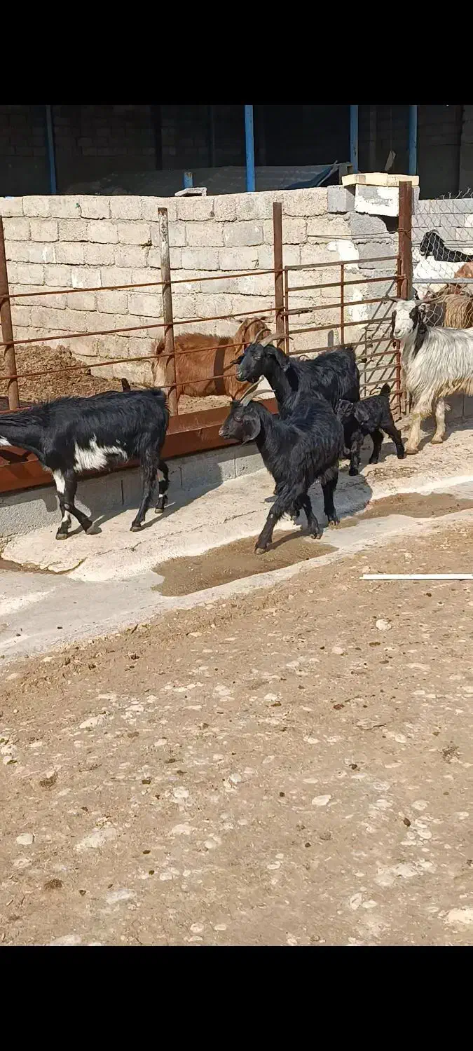 بز زاییده|حیوانات مزرعه|بهبهان, |دیوار