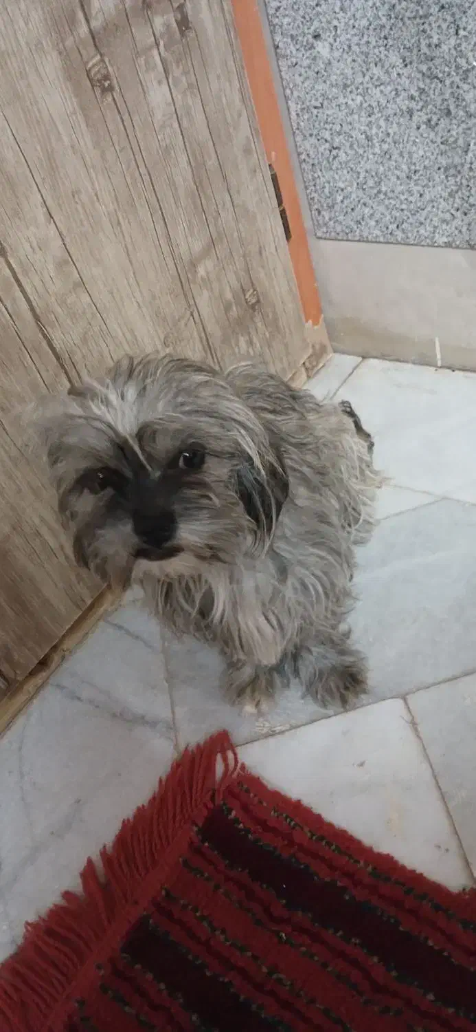 سگ پاکوتاه|سگ|مشهد, تبادکان|دیوار