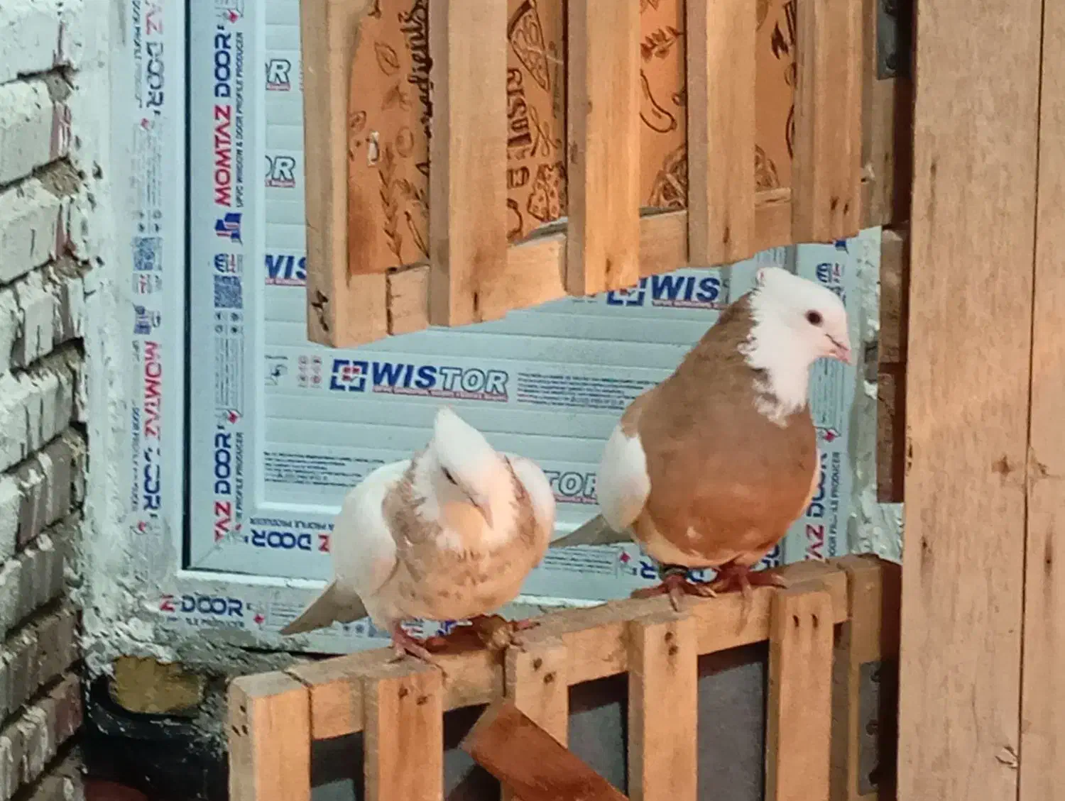 طوقی عطیقه|پرنده|نوشین شهر, |دیوار