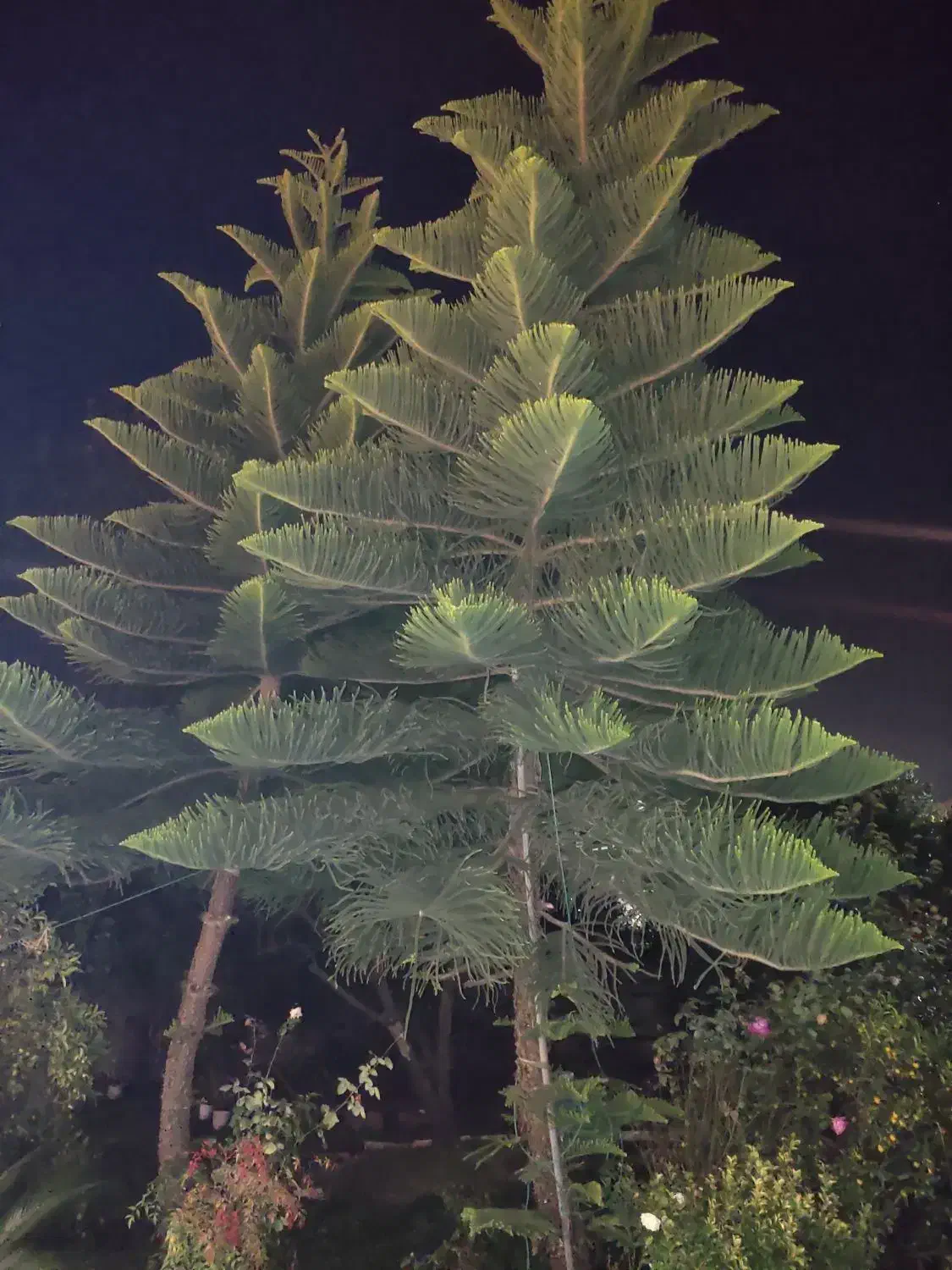 کاج مطبق|گل و گیاه طبیعی|رحیمآباد, |دیوار