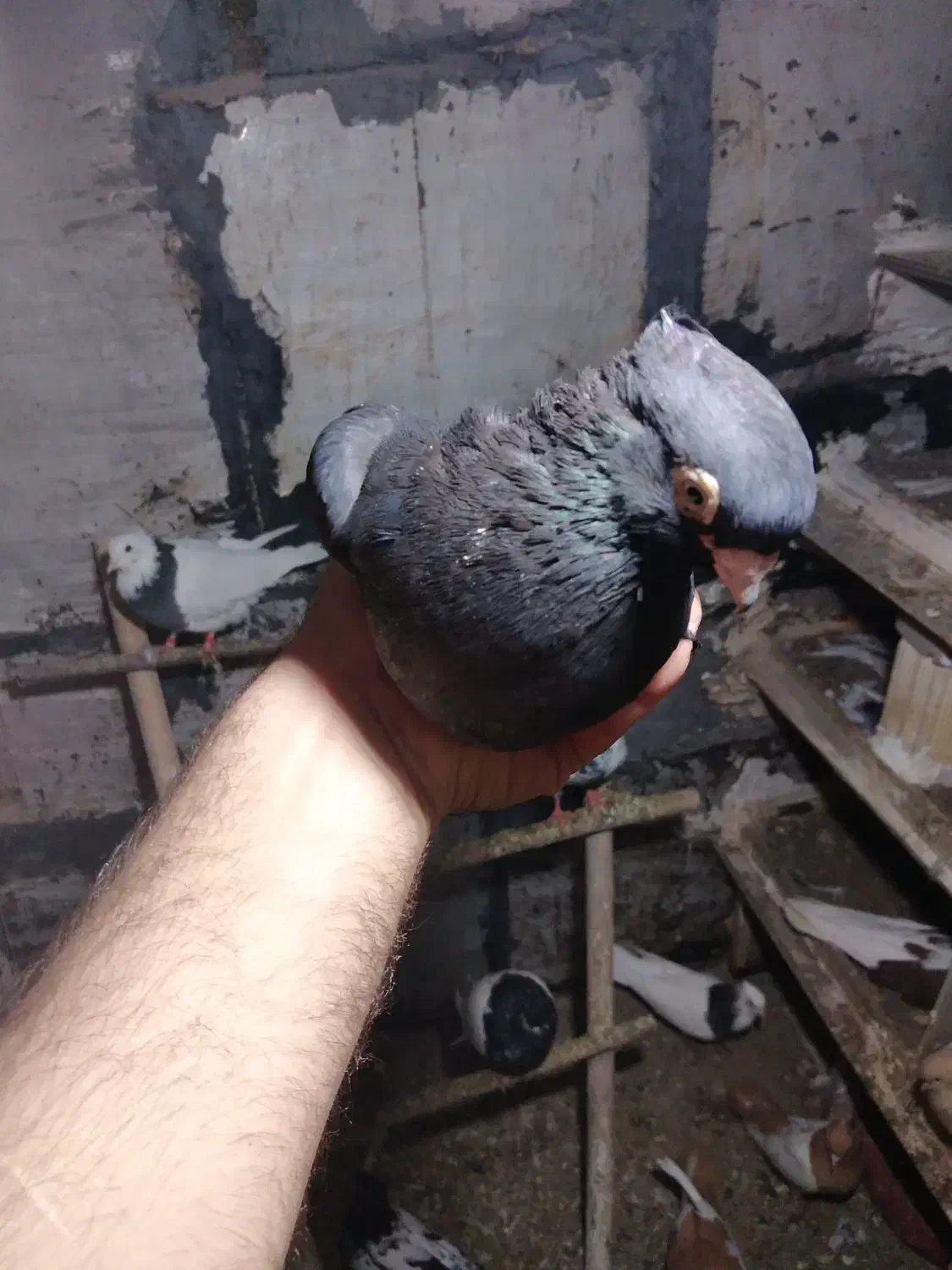 چند عدد کبوتر به دلیل نبود جفت|پرنده|میانه, |دیوار