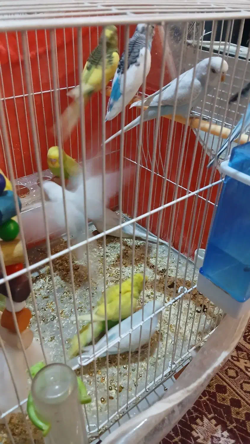 مرغ عشق فنچ قناری پرنده|پرنده|خواف, |دیوار