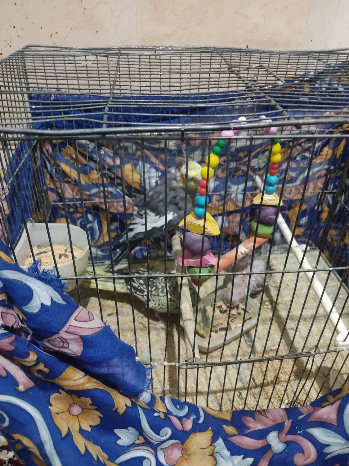 جفت عروس هلندی با جوجه|پرنده|تربت‌حیدریه, حاجی یار‎|دیوار