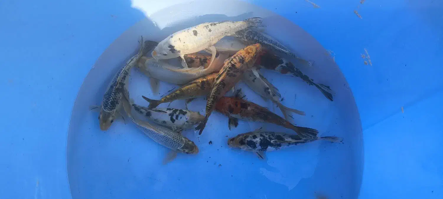 ماهی کوی|ماهی|تهران, پردیسان|دیوار