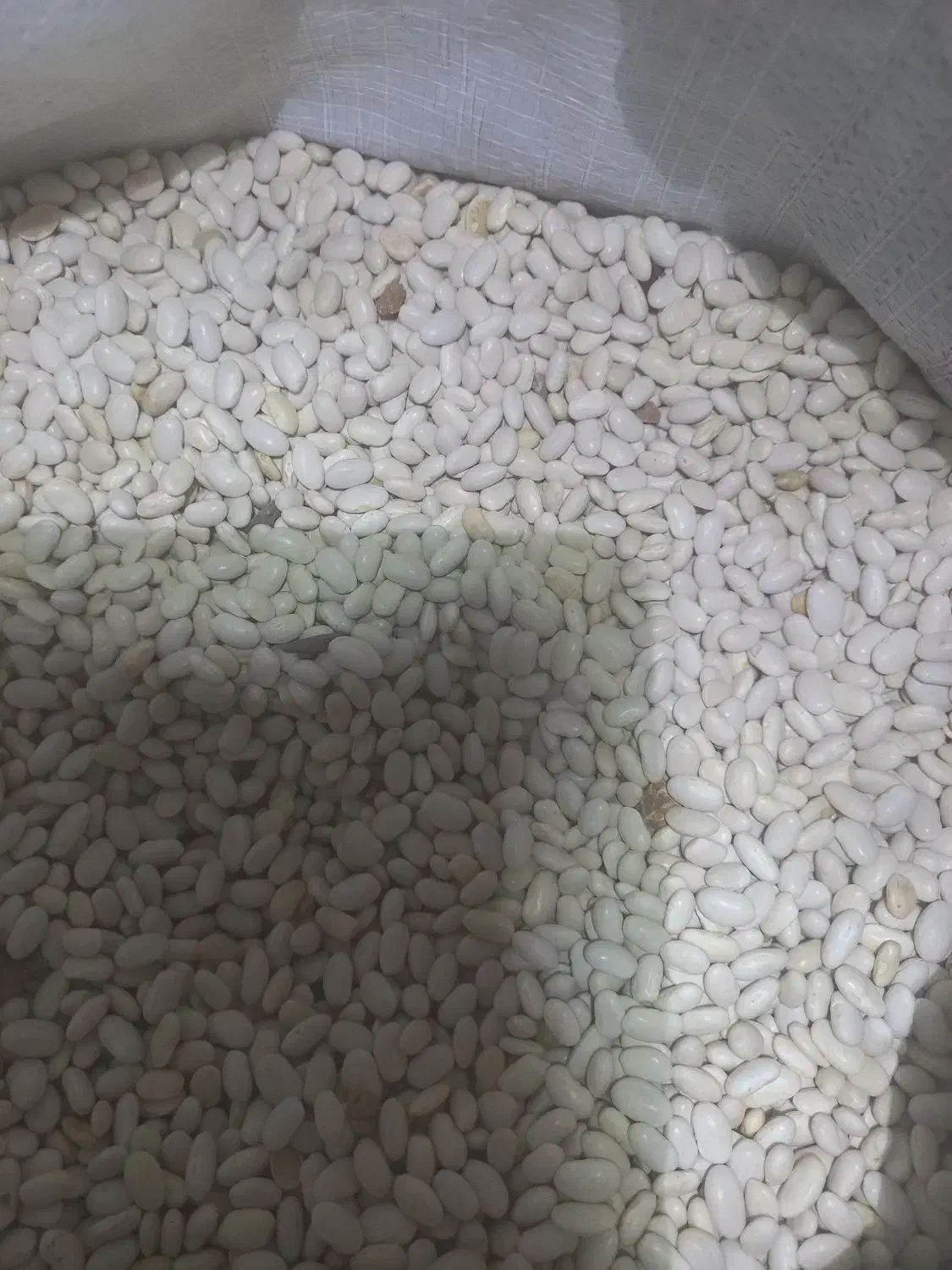 فروش لوبیا سفید|خوردنی و آشامیدنی|شیراز, لاله|دیوار