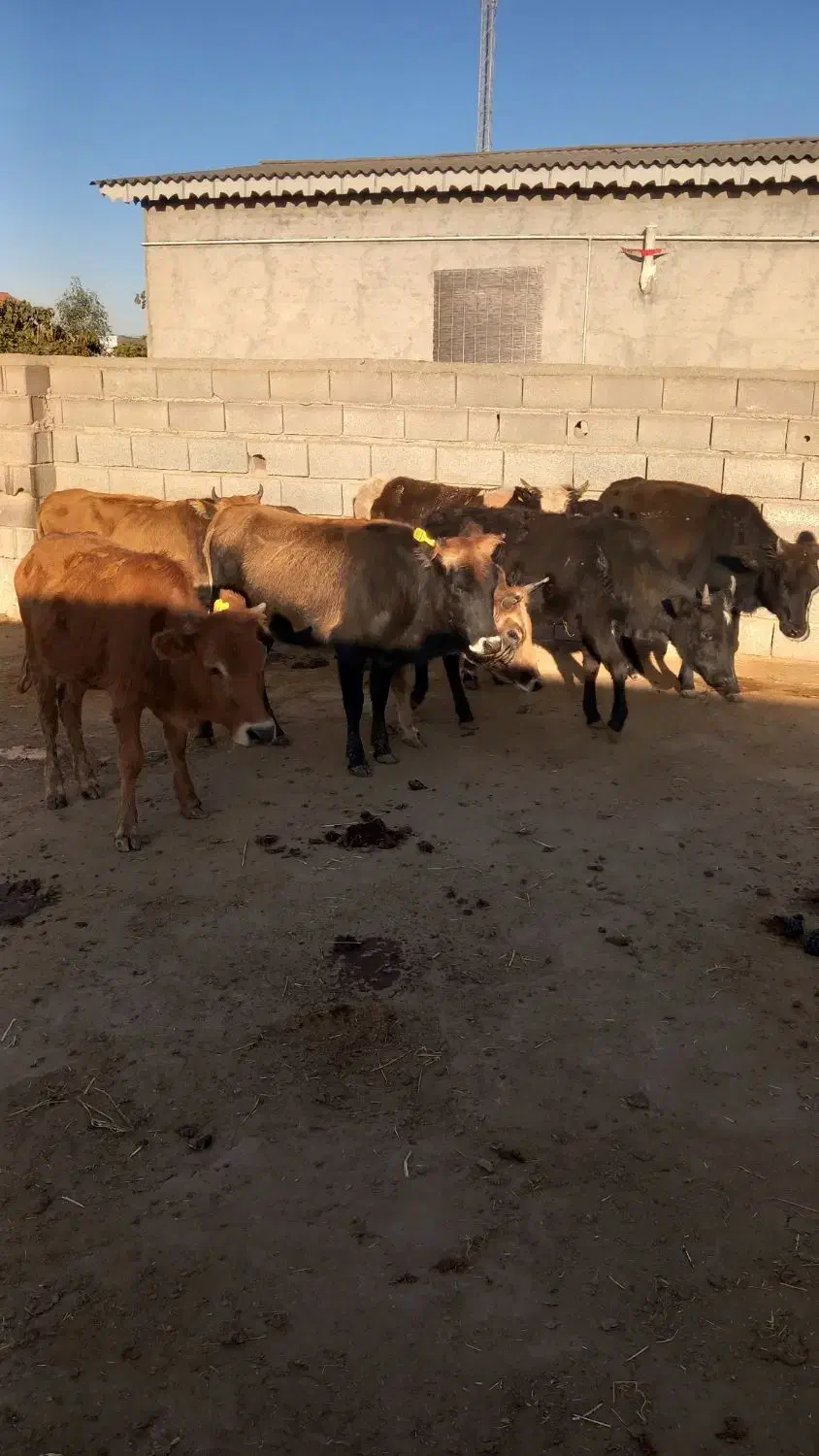 ۸راس گوساله ماده گاو قربانی|حیوانات مزرعه|آق قلا, |دیوار