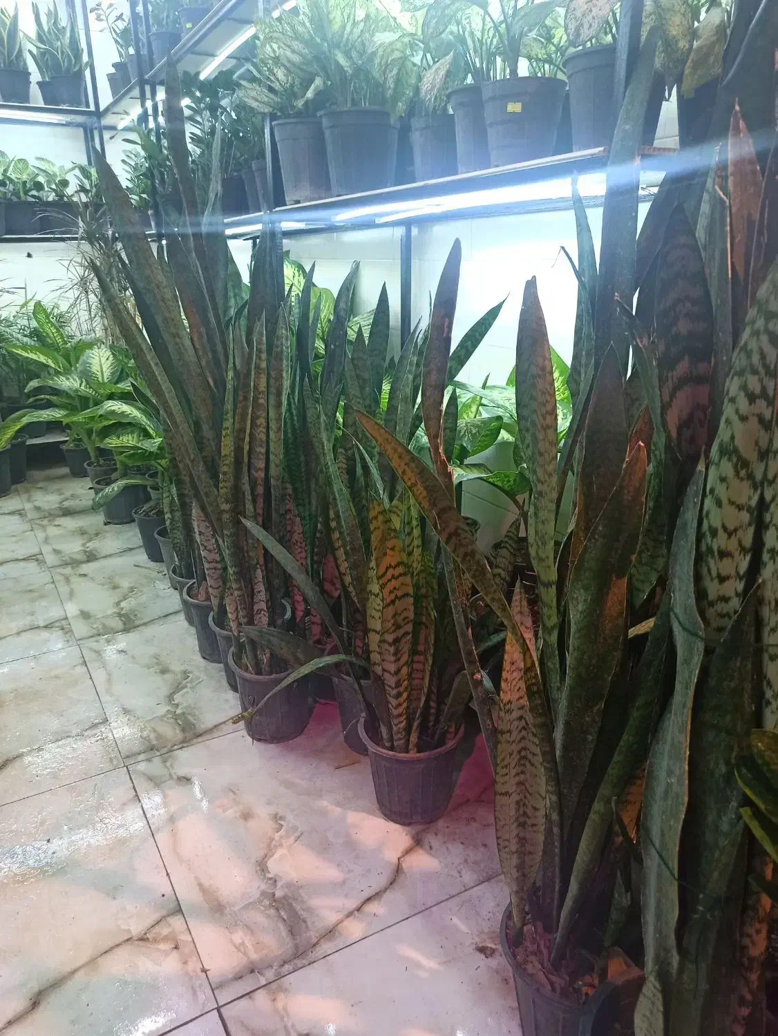 سانسوریا شمشیری سبز و ابلق و کراواتی|گل و گیاه طبیعی|بندر ماهشهر, |دیوار