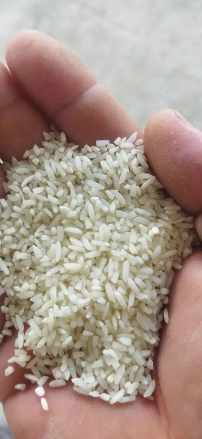 برنج  طارم هاشمی درجه 1|خوردنی و آشامیدنی|بهشهر, |دیوار
