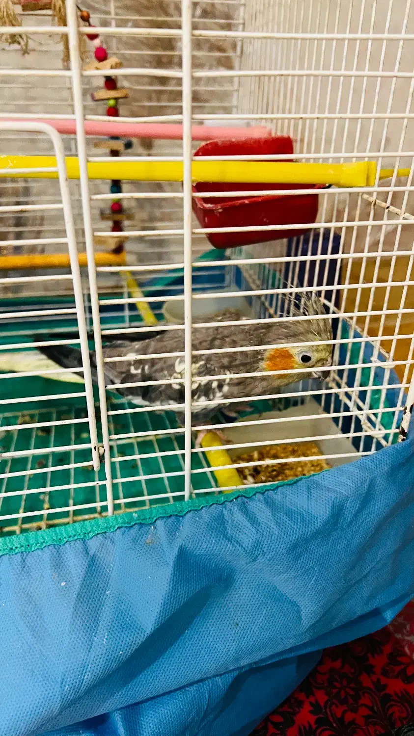 یک جفت عروس هلندی بهمراه قفس و لانه فروشی|پرنده|لنگرود, |دیوار