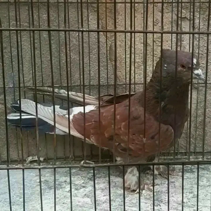 کفتر مایه|پرنده|نسیمشهر, |دیوار