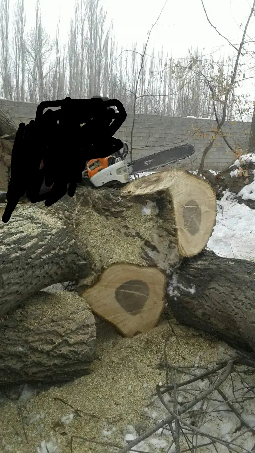 خرید انواع درخت|خدمات باغبانی و درختکاری|خوی, |دیوار