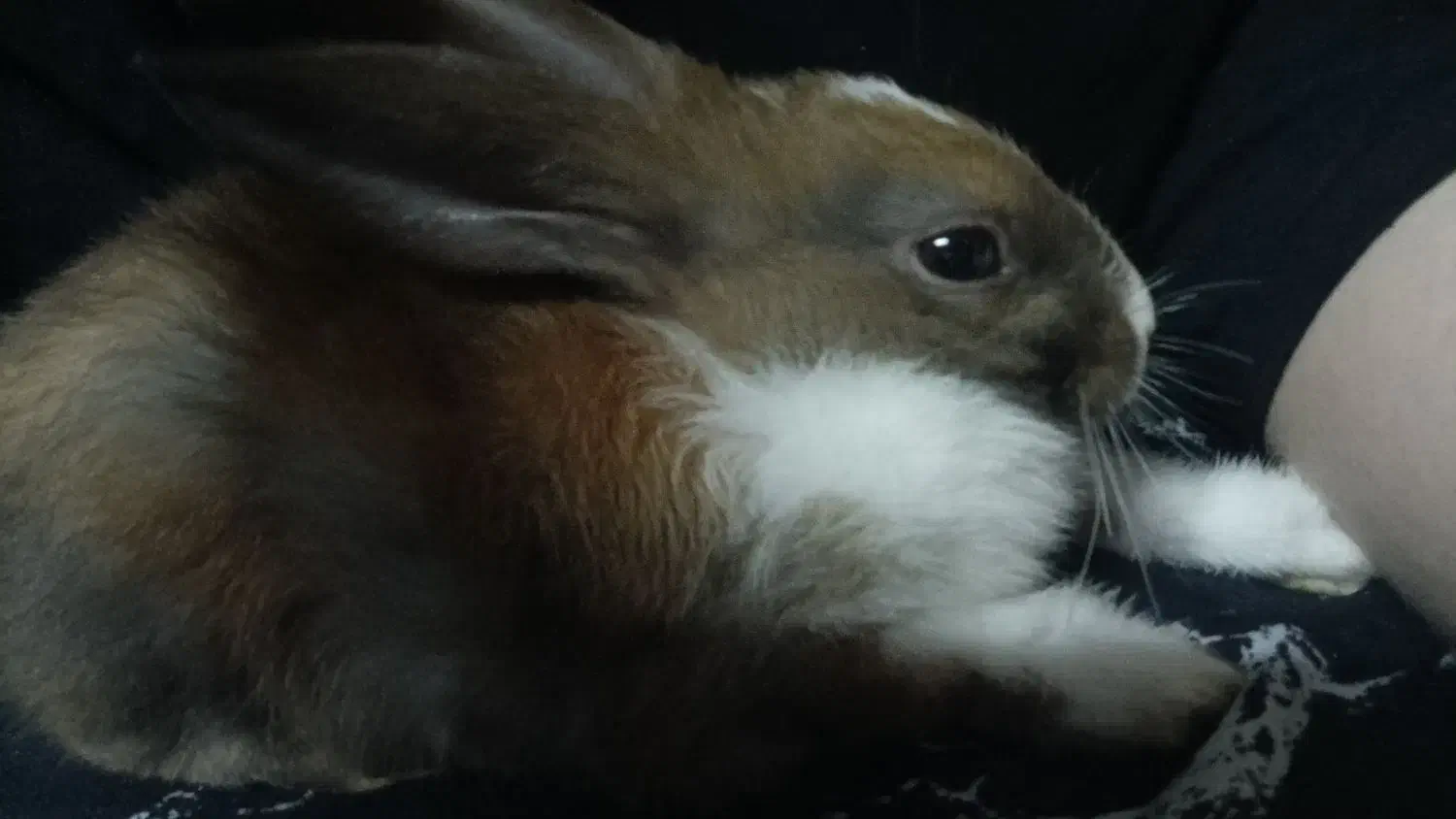 خرگوش|موش و خرگوش|دزفول, |دیوار