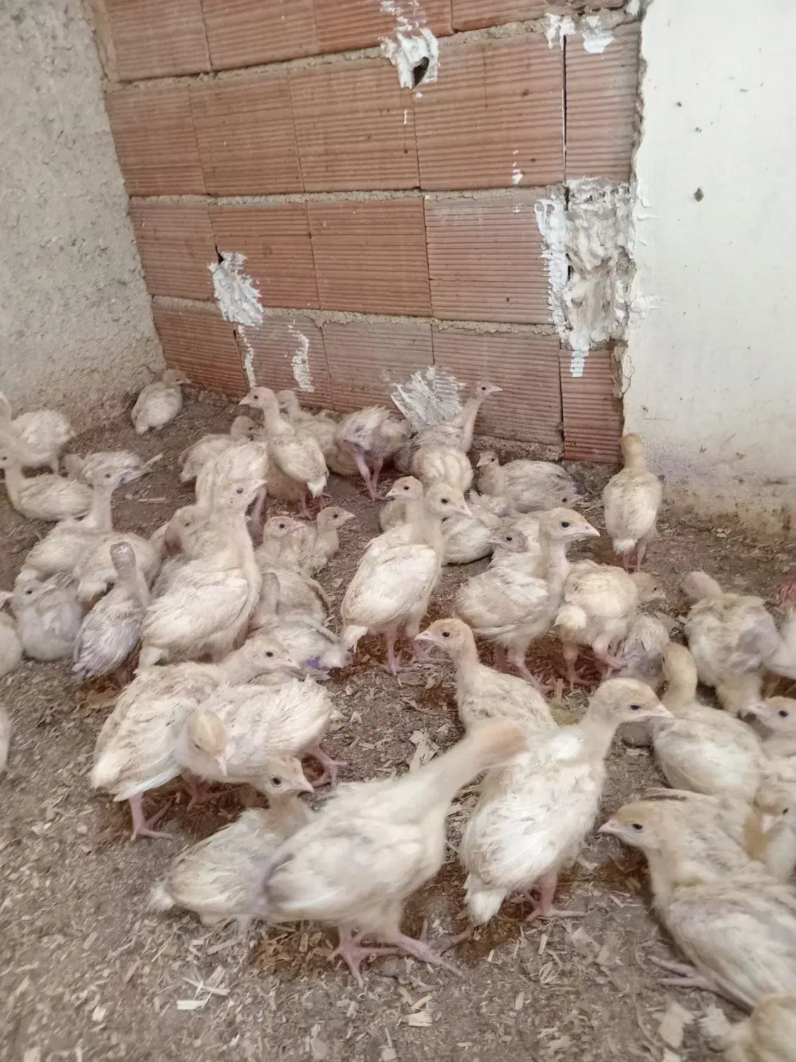 جوجه بوقلمون بیوتی گوشتی|حیوانات مزرعه|بهشهر, |دیوار