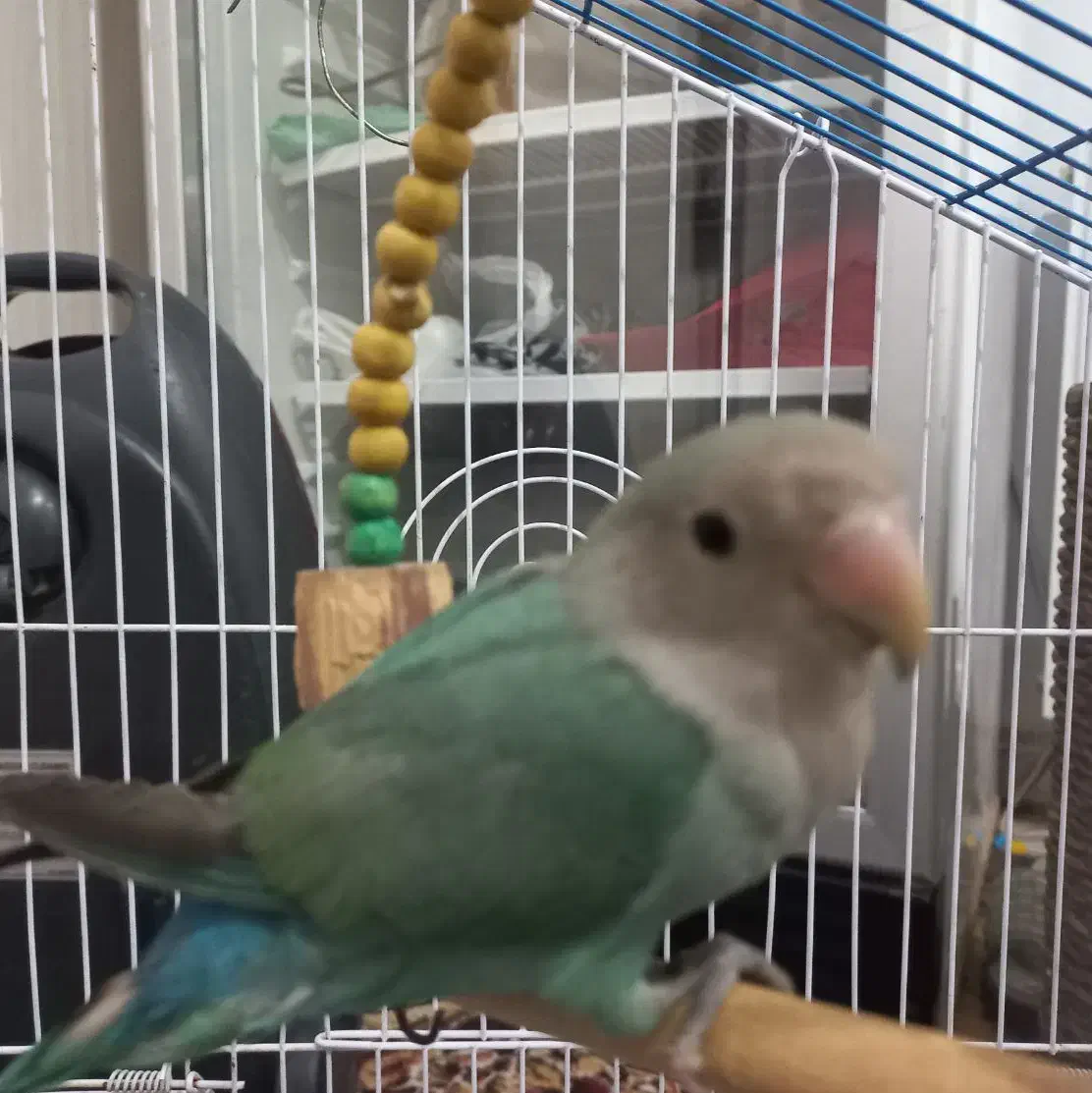 طوطی برزیلی|پرنده|نظرآباد, نظرآباد|دیوار