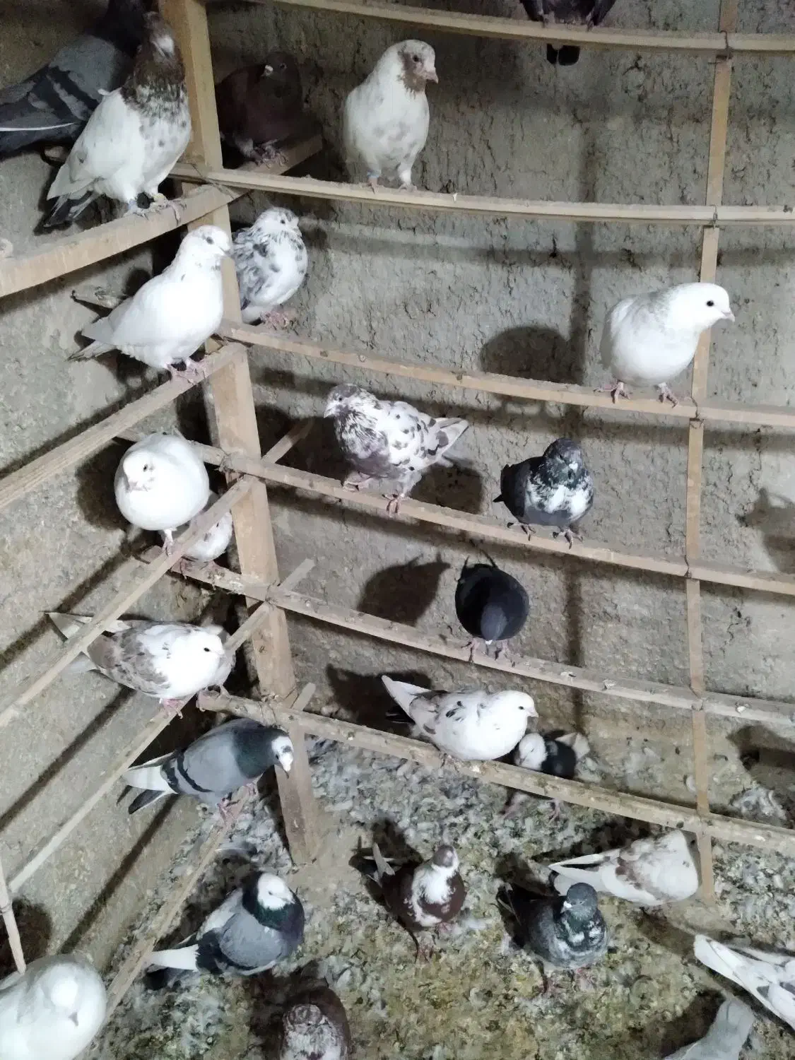 تعداد ۵۰ عددکبوتریکجا|پرنده|رباط‌کریم, الارد|دیوار