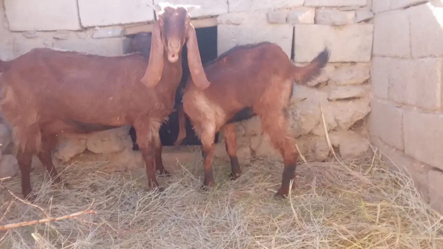 دوعددبز|حیوانات مزرعه|آسارا, |دیوار