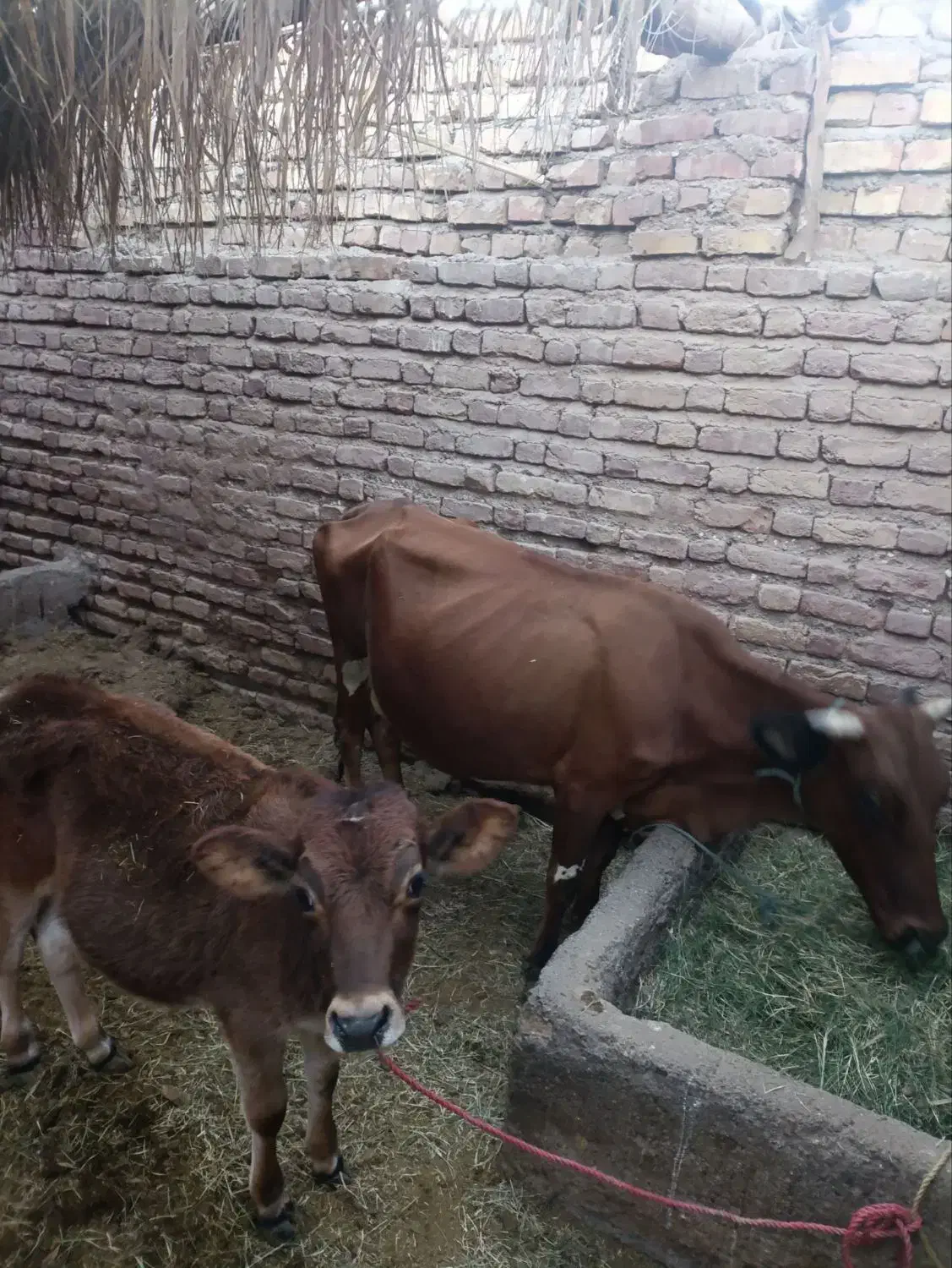 گاو جرسه|حیوانات مزرعه|بم, |دیوار